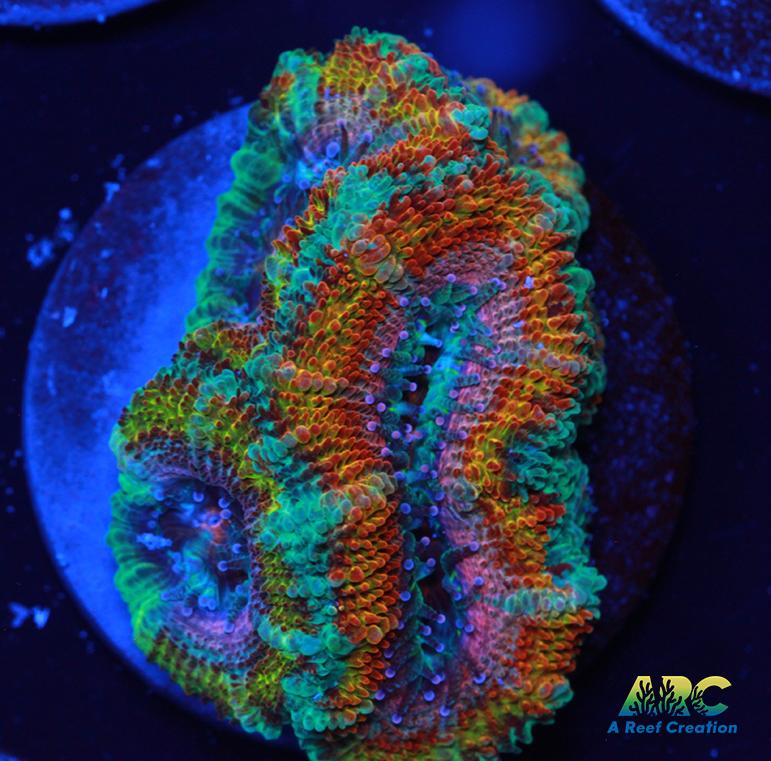 ARC Jolly Rancher Acan