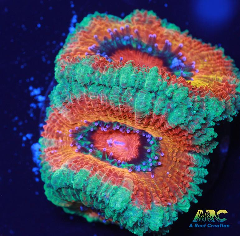 ARC Charmander Acan