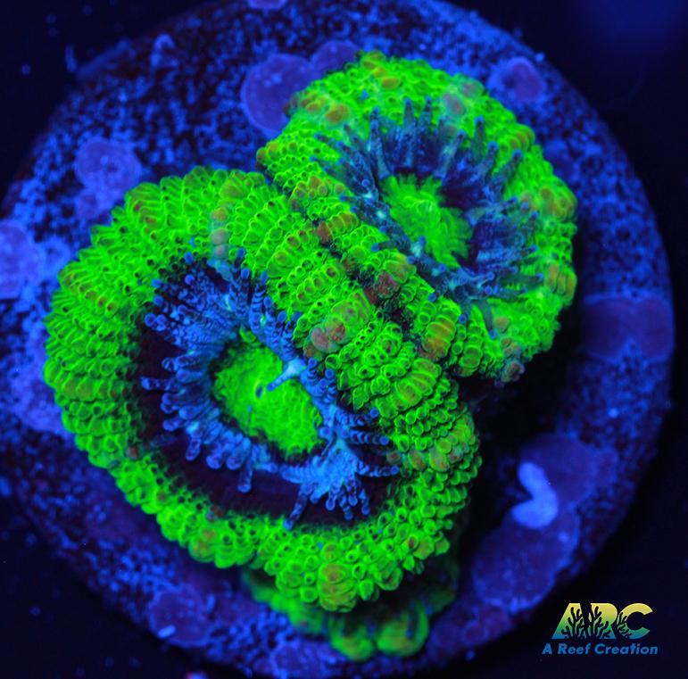 ARC Double Green Acan