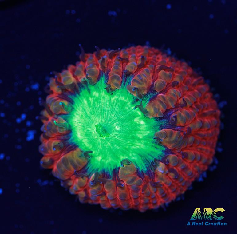 Brent's Cherry Blasto