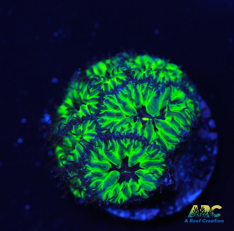 CB PPE Blasto Merletti