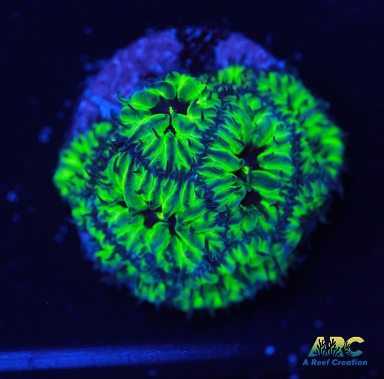 CB PPE Blasto Merletti