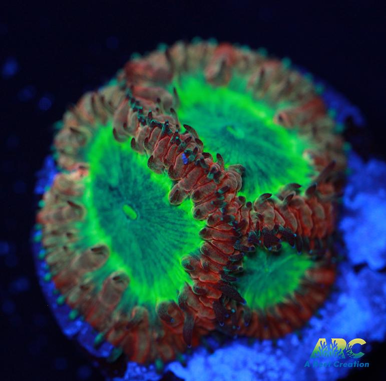 ARC Pear Berry Blasto Wellsi