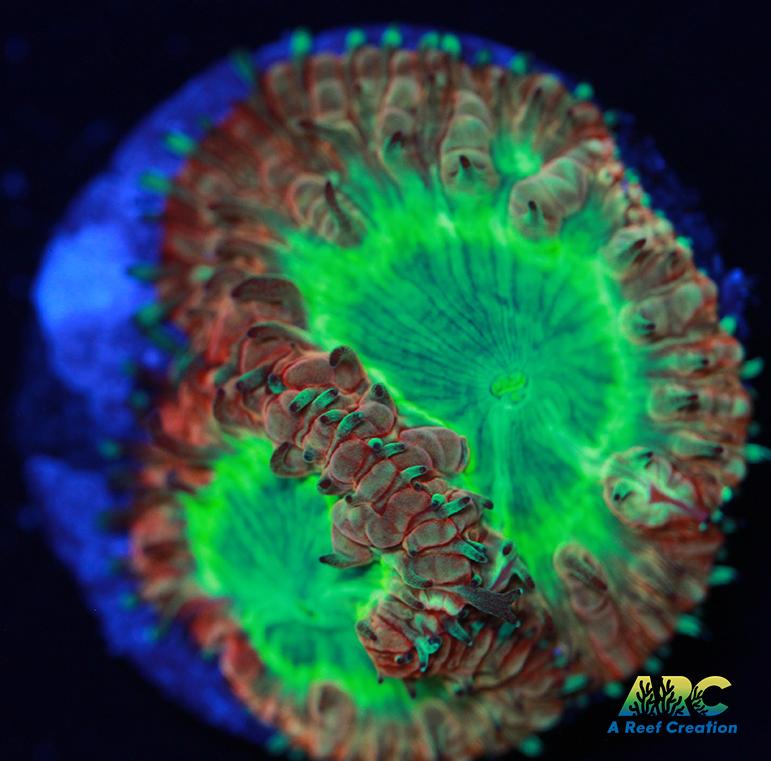 ARC Pear Berry Blasto Wellsi