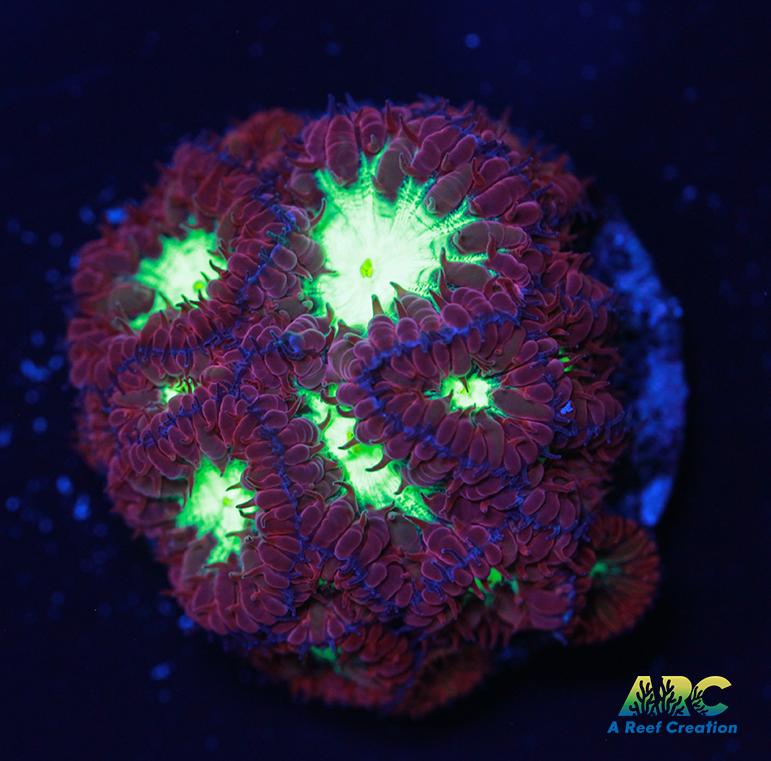 ARC Red Velvet Blasto Merletti