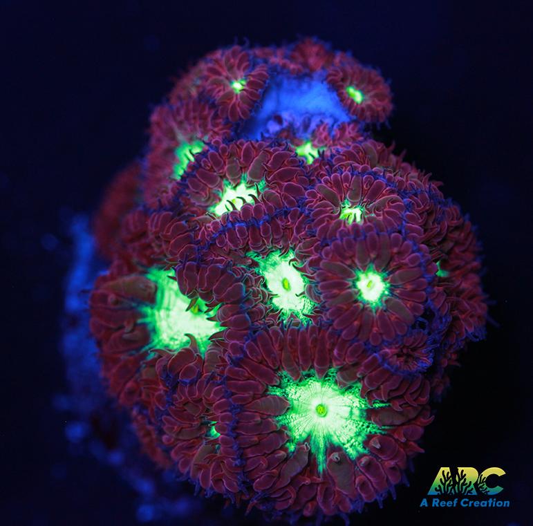 ARC Red Velvet Blasto Merletti