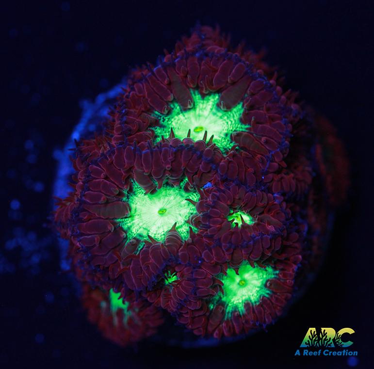 ARC Red Velvet Blasto Merletti