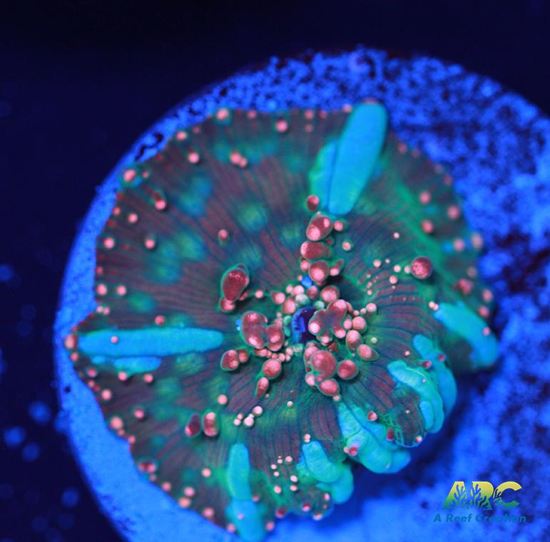 Dragon Lady Bounce Mushroom