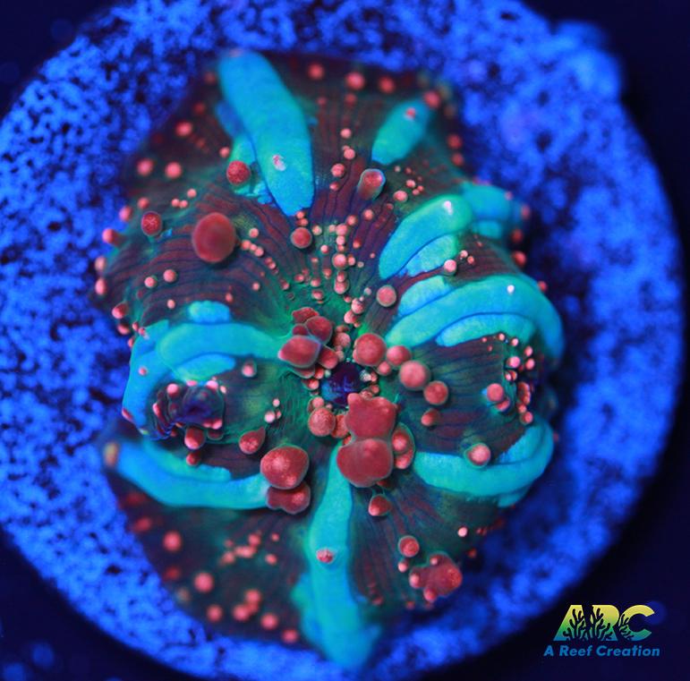 Dragon Lady Bounce Mushroom