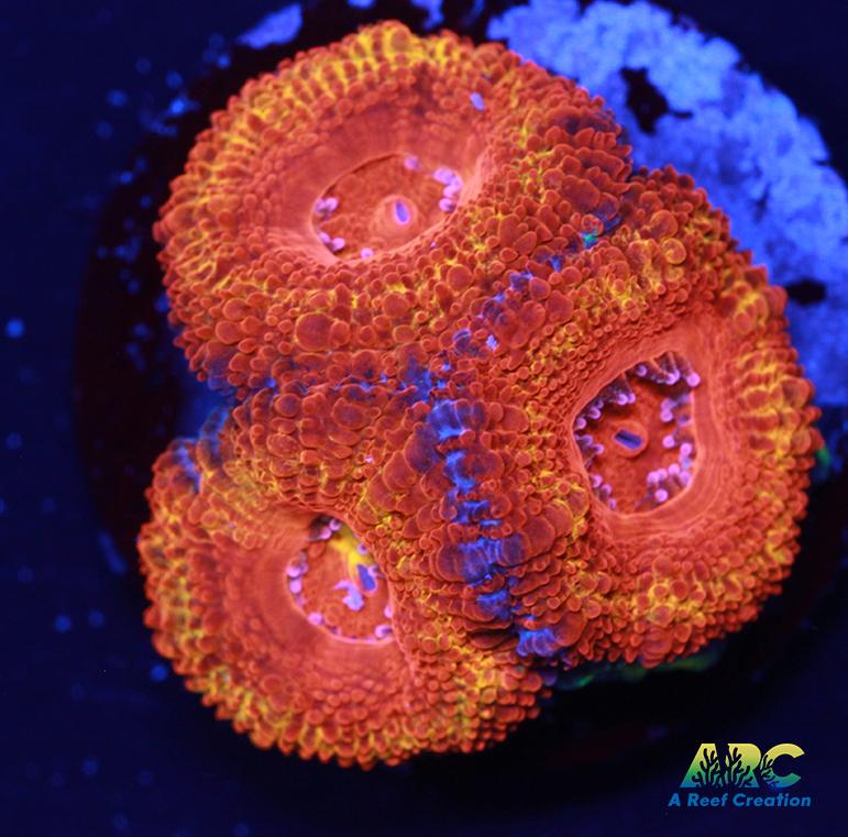 ARC Agent Orange Acan