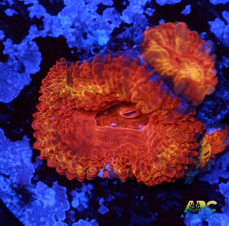 ARC Agent Orange Acan