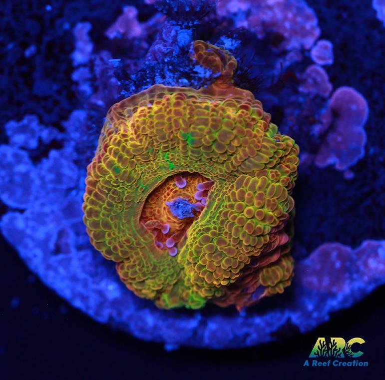 Maybe CC Solor Flare Acan