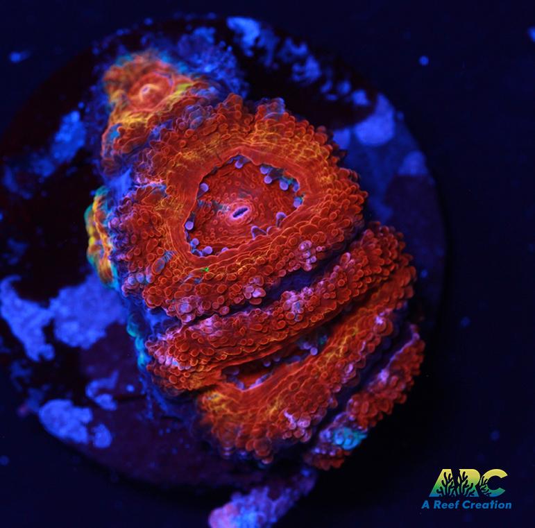 ARC Agent Orange Acan