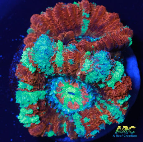 Japanese Peppermint Acan