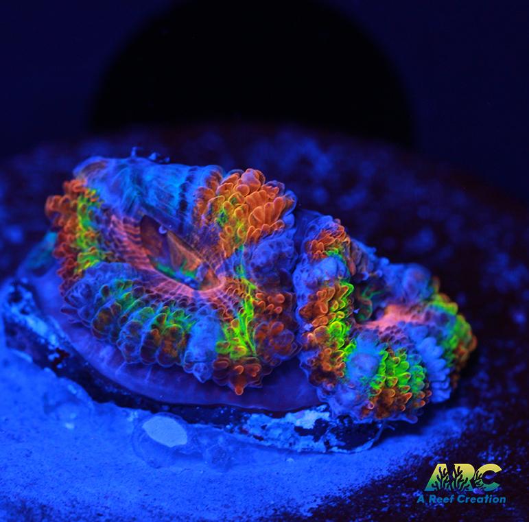 ARC Jolly Rancher Acan