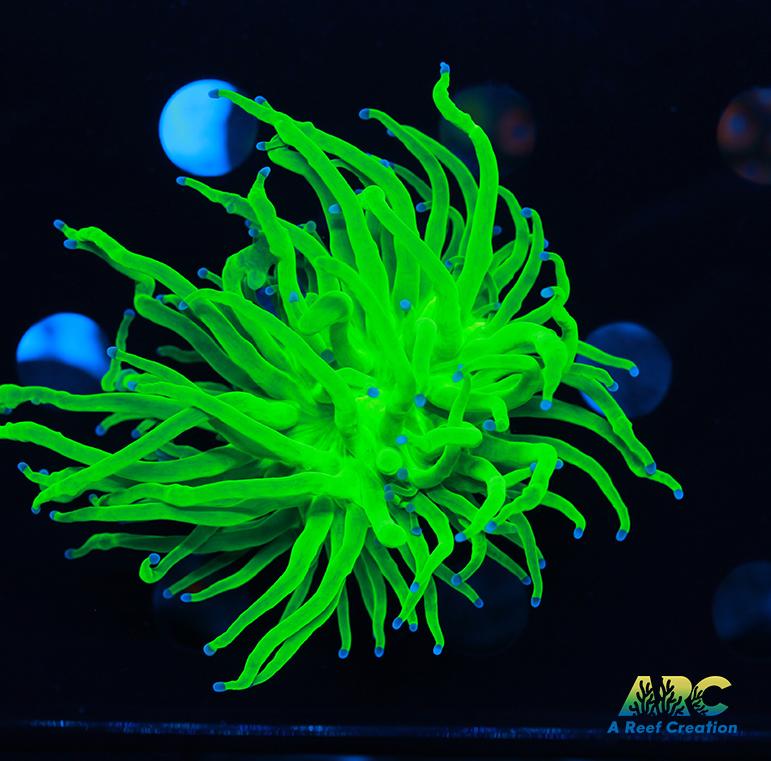 Large OG Todd's Torch