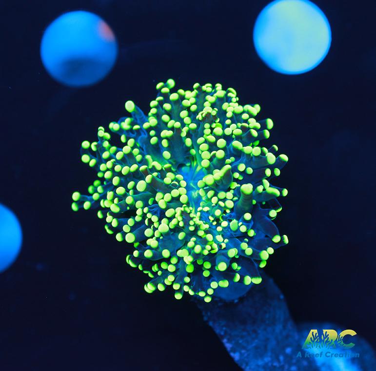 ARC Neon Frogspawn single