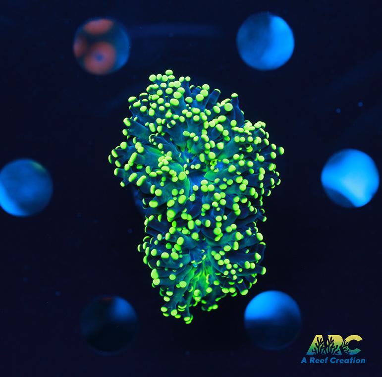 ARC Neon Frogspawn splitting head