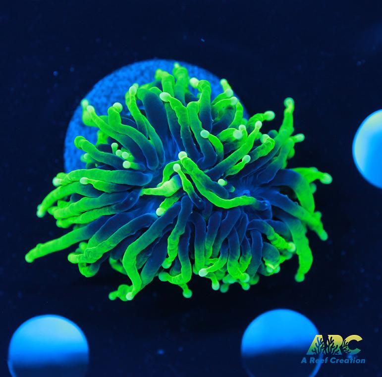 ARC Shock Tart Torch Splitting heads