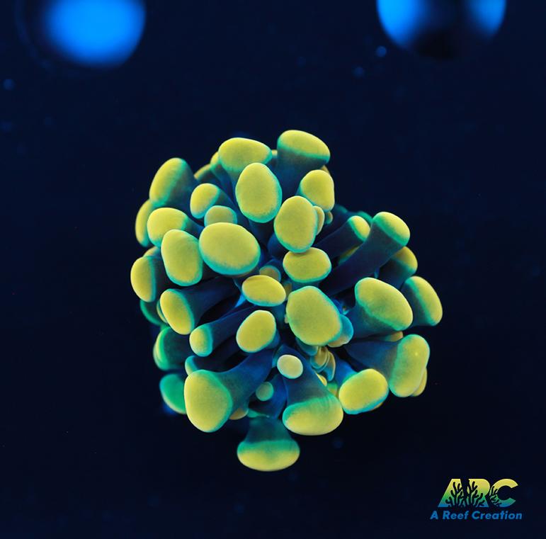 ARC Gold and Green Hybrid Hammer