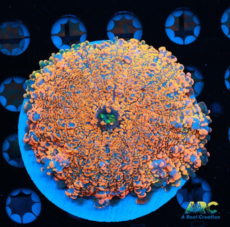 Giant Bean Bag Bounce Yuma Mushroom