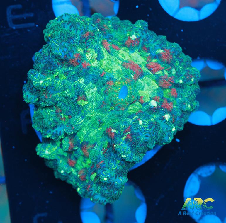 Cool Rhodactis Mushroom