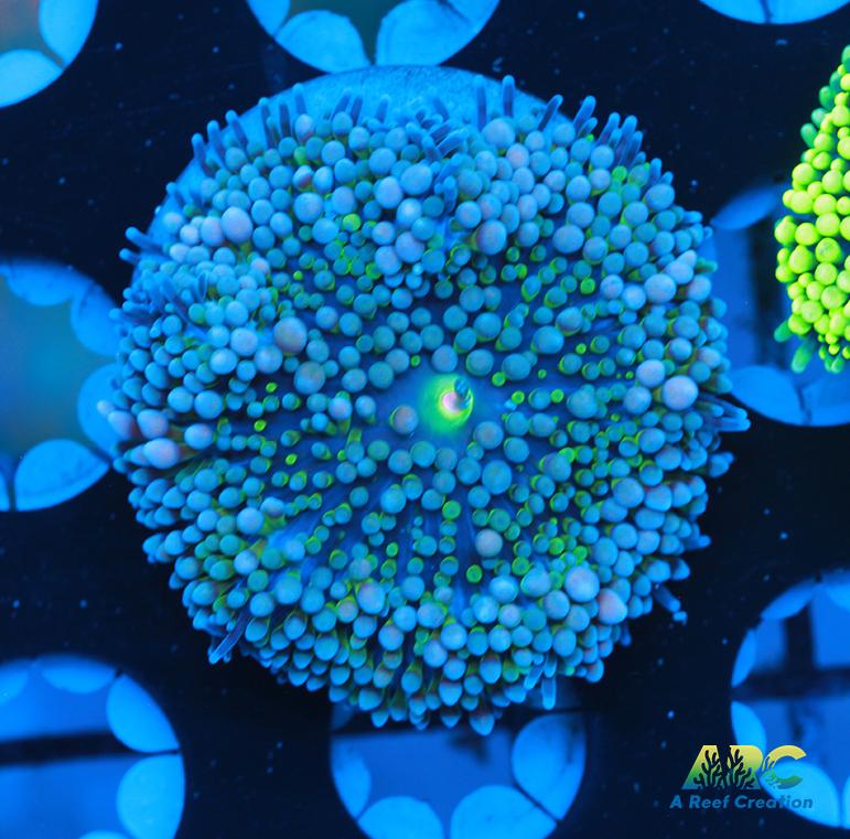 Blueberry Ricordea Mushroom