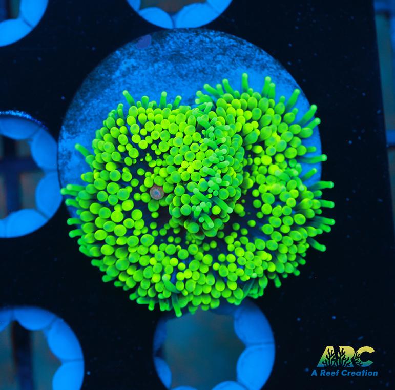 Lemon Lime single Ricordea Mushroom