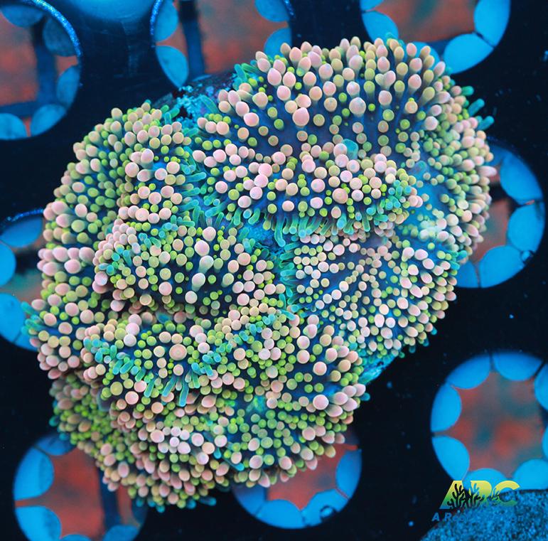 Peach Rainbow Ricordea Mushroom Chunk