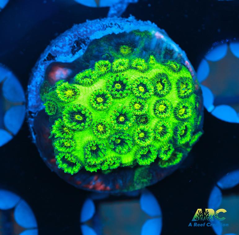 ARC Neon Plesiastrea coral