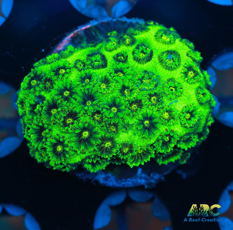 ARC Neon Plesiastrea coral
