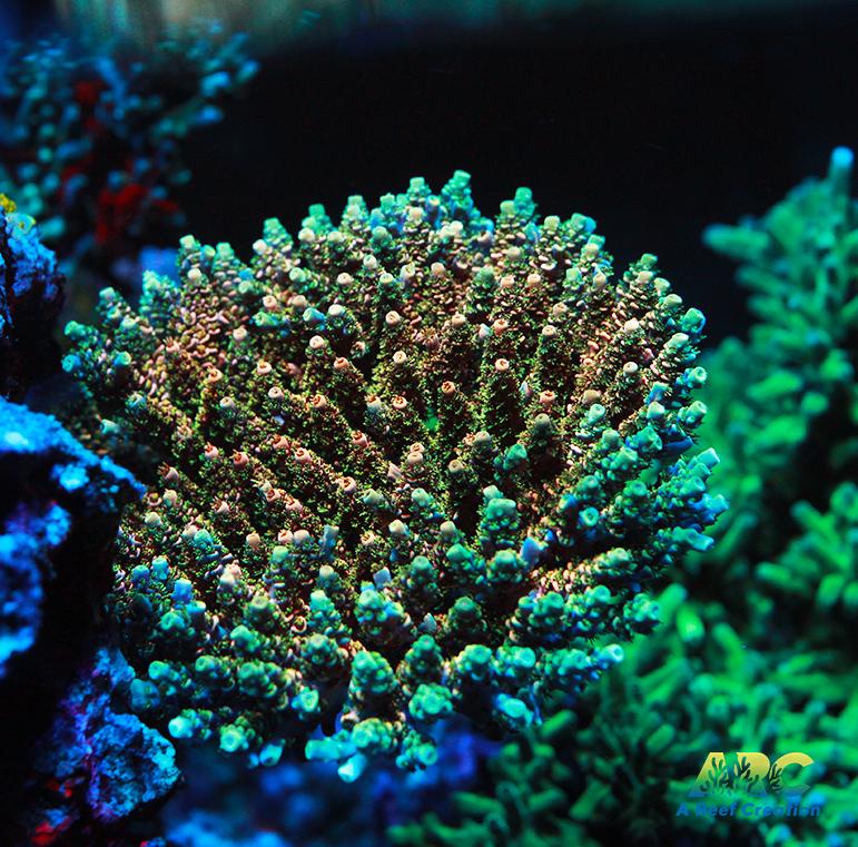 Sanjay's Party Time Table