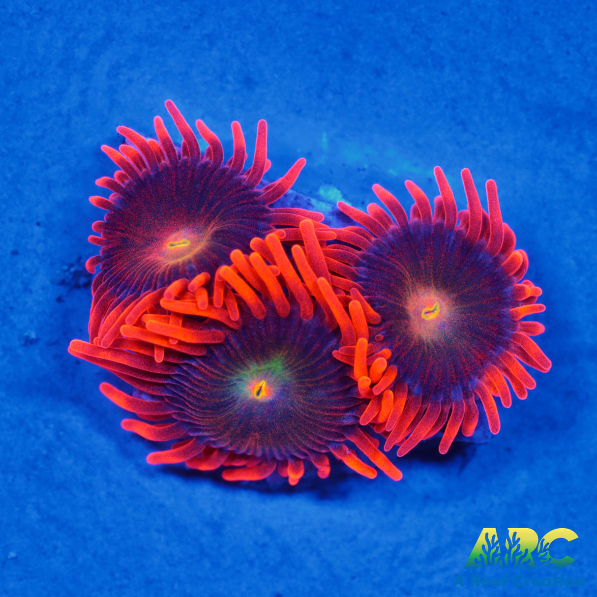 CC Mango Fusion Zoas