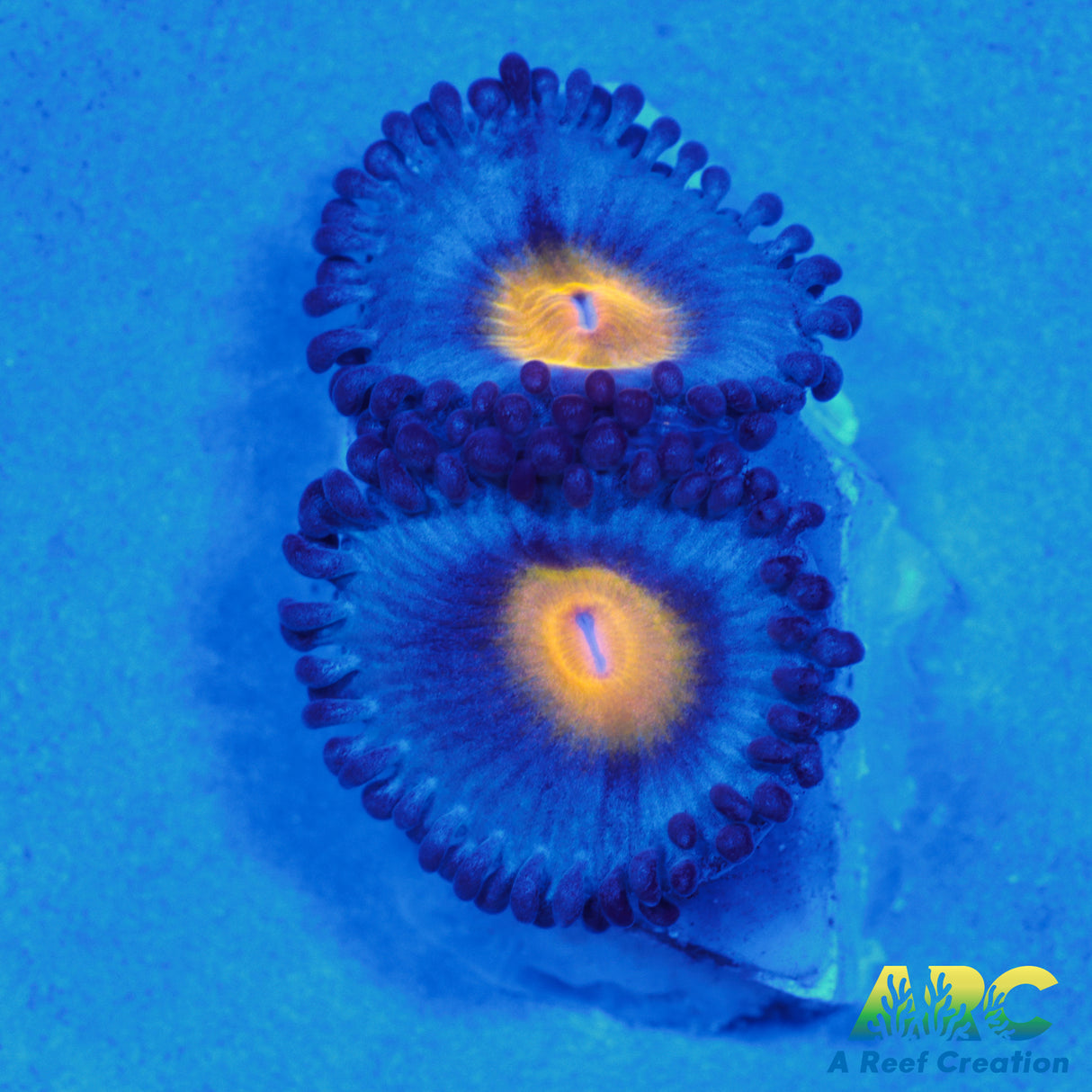 WWC AOI zoas