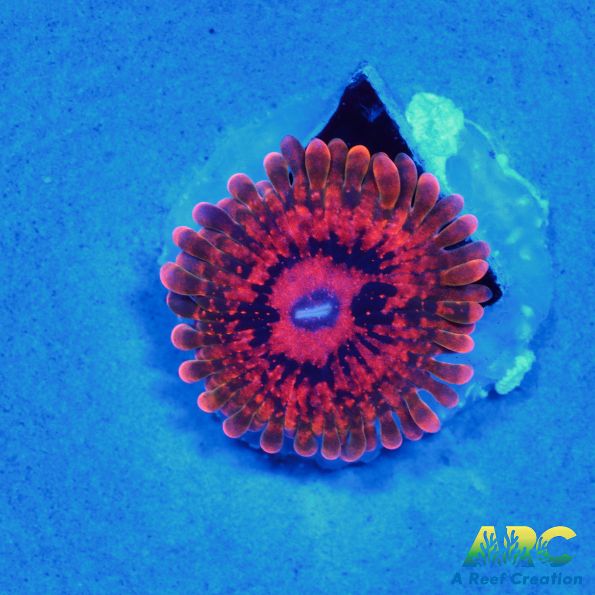 GB Grand Master Krakatoa