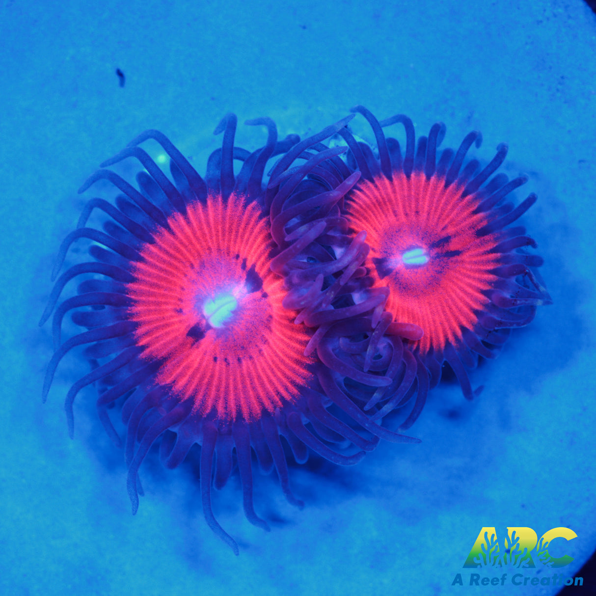 WWC Bloodsuckers