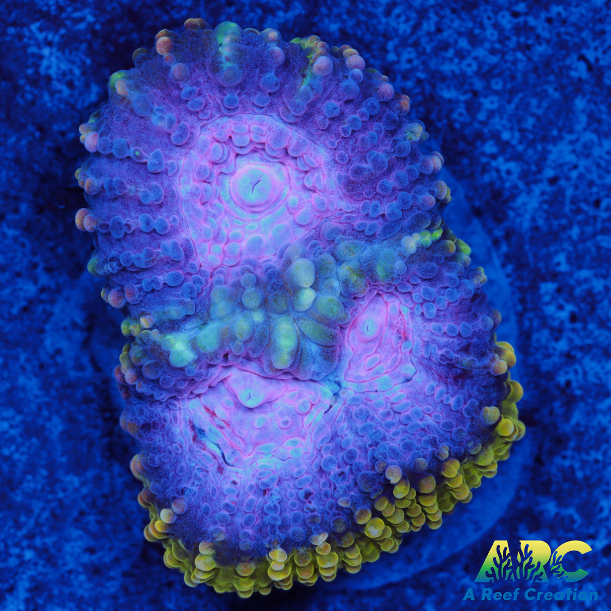 ARC Easter Basket Favia