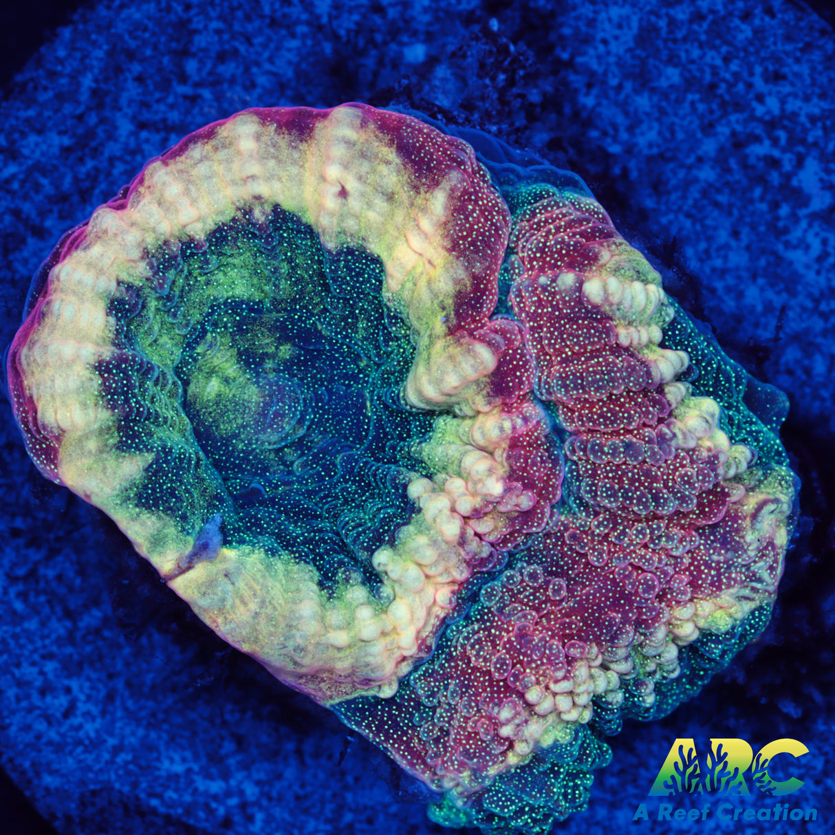 ARC Brent's Reverse Prism Favia