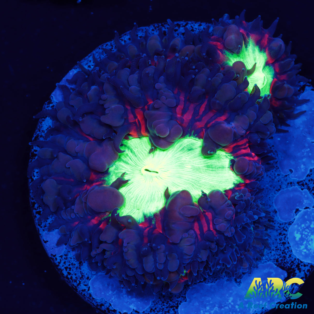 ARC Black Cherry Blasto