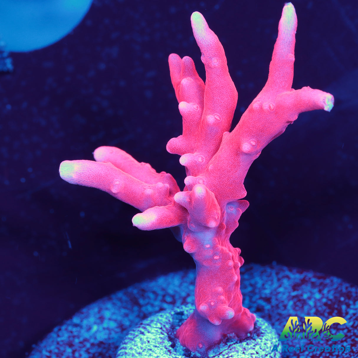 JF TNT Anacropora