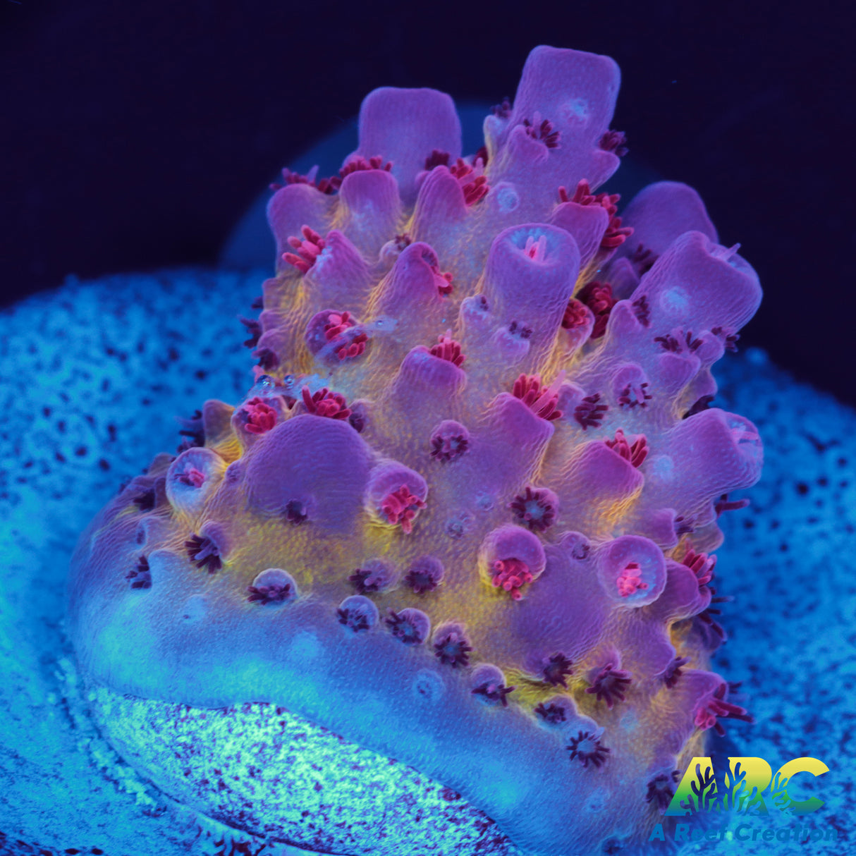 ARC Patrick Star Acro