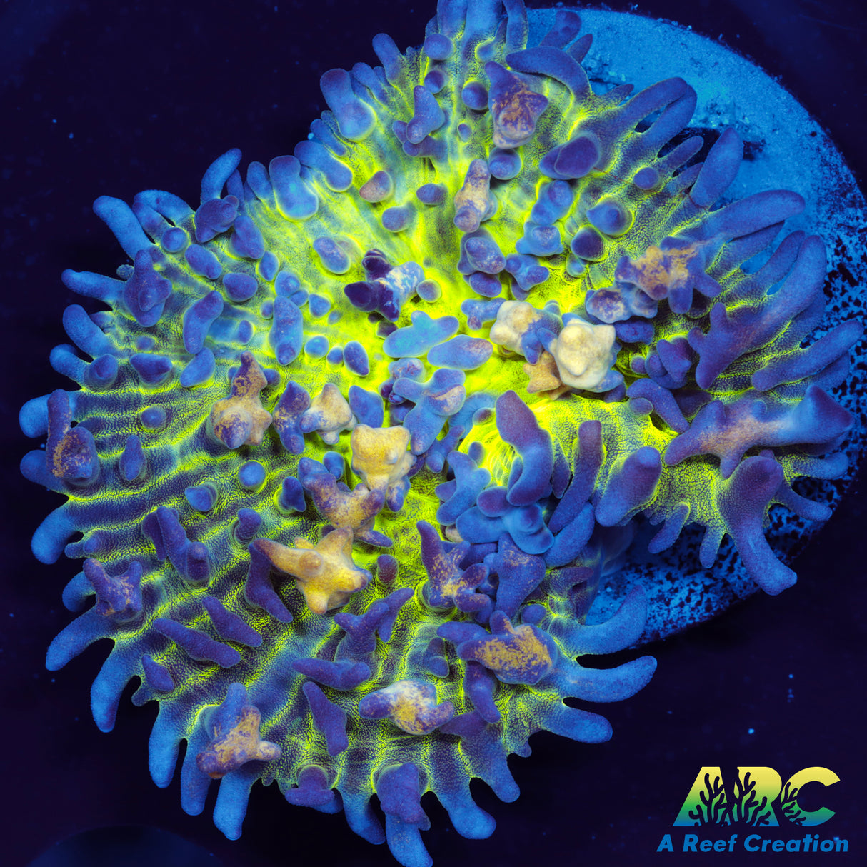 ARC Gummy Bear Bounce Mushroom