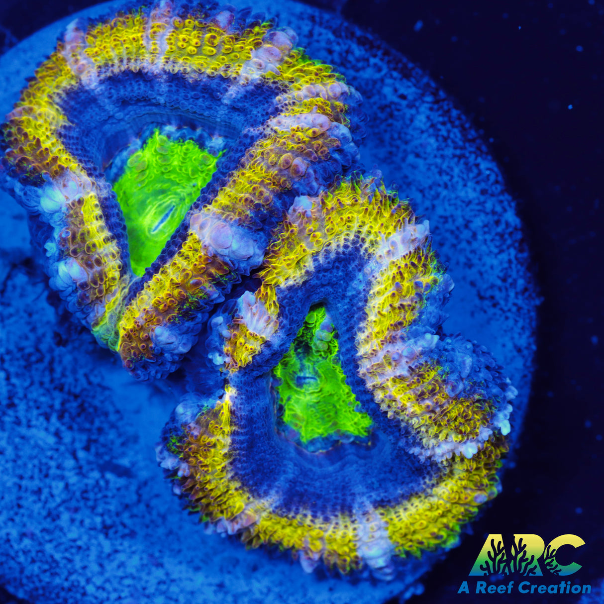 ARC Sabre Dance Acan