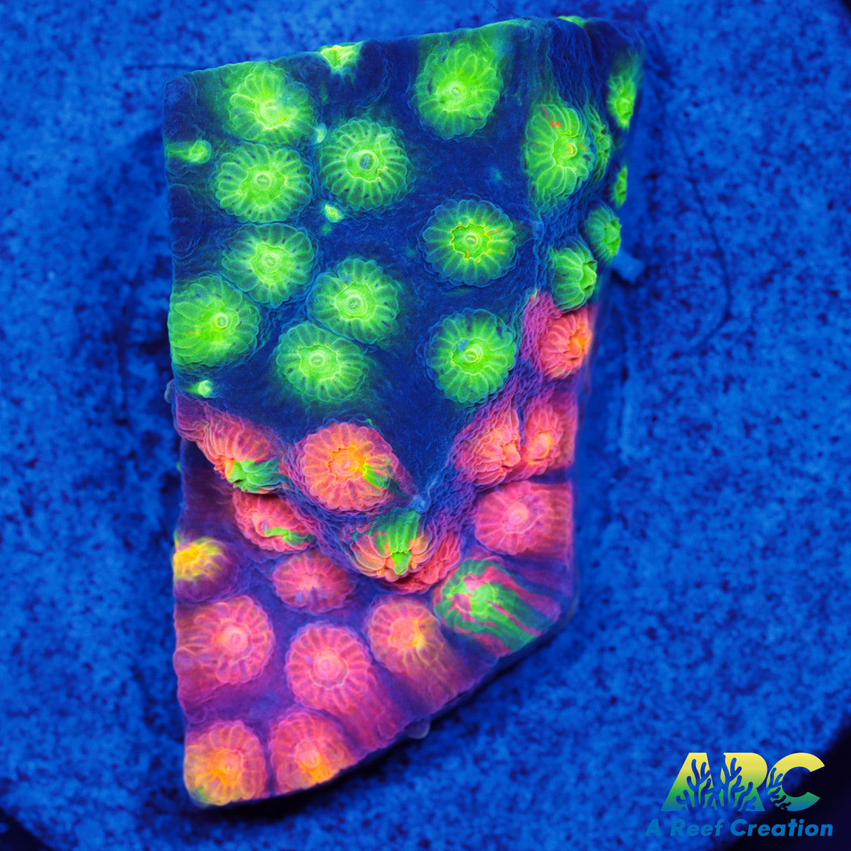 ARC Monet's Madness Cyphastrea