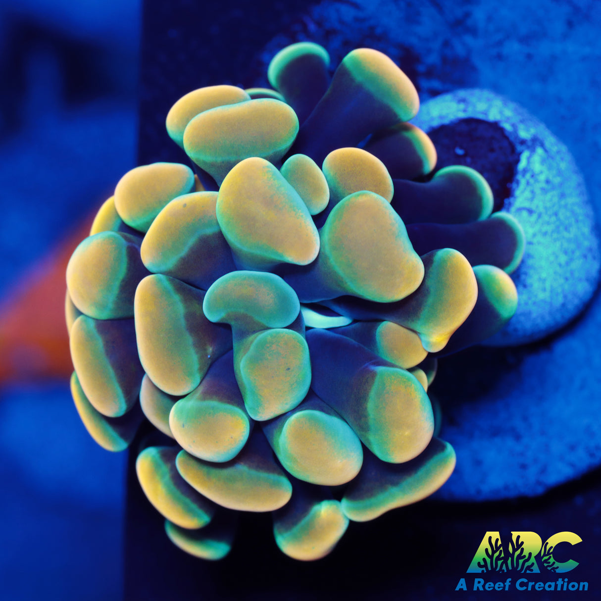 ARC Gold Hybrid Hammer