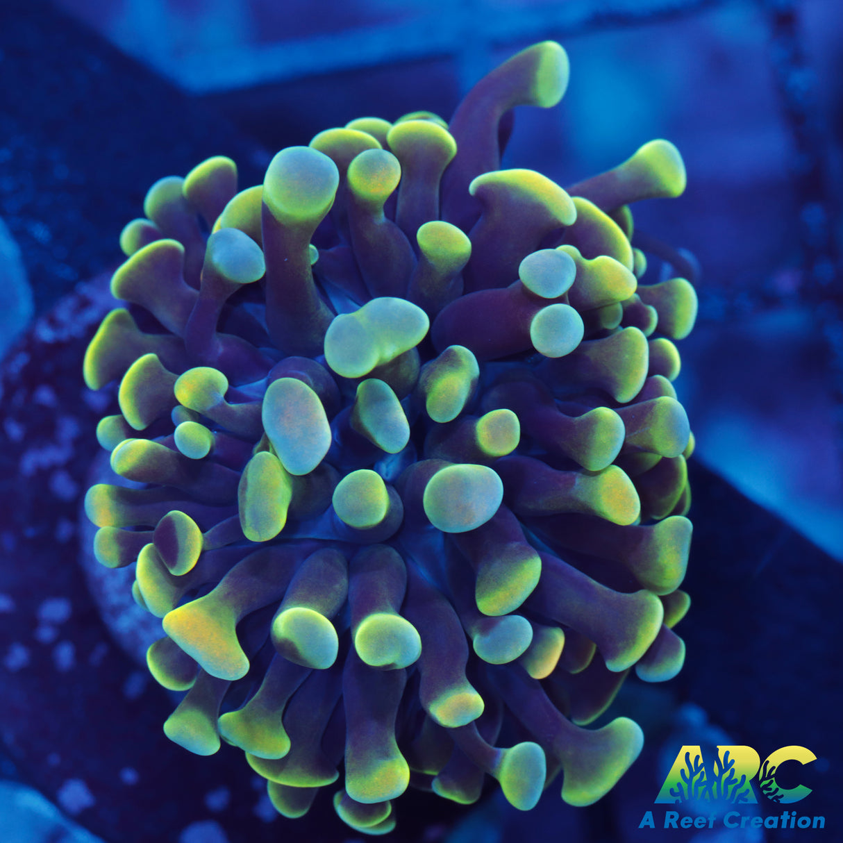 ARC Kaleidascope Hammer