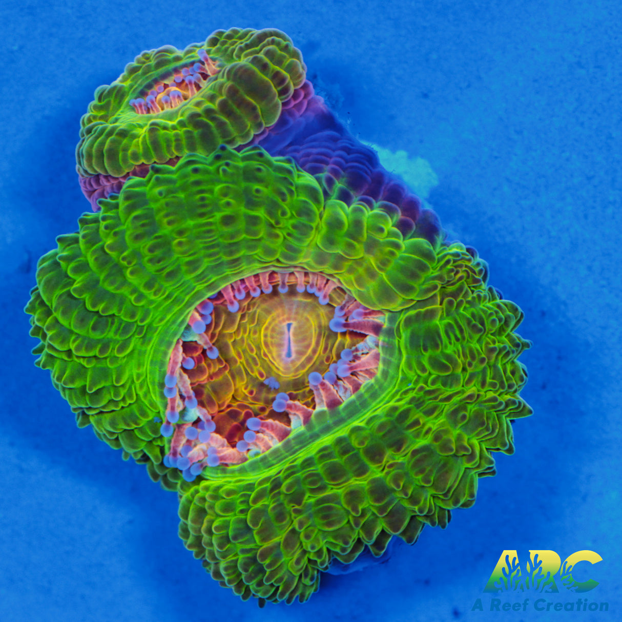 CC Dragonberries Acan