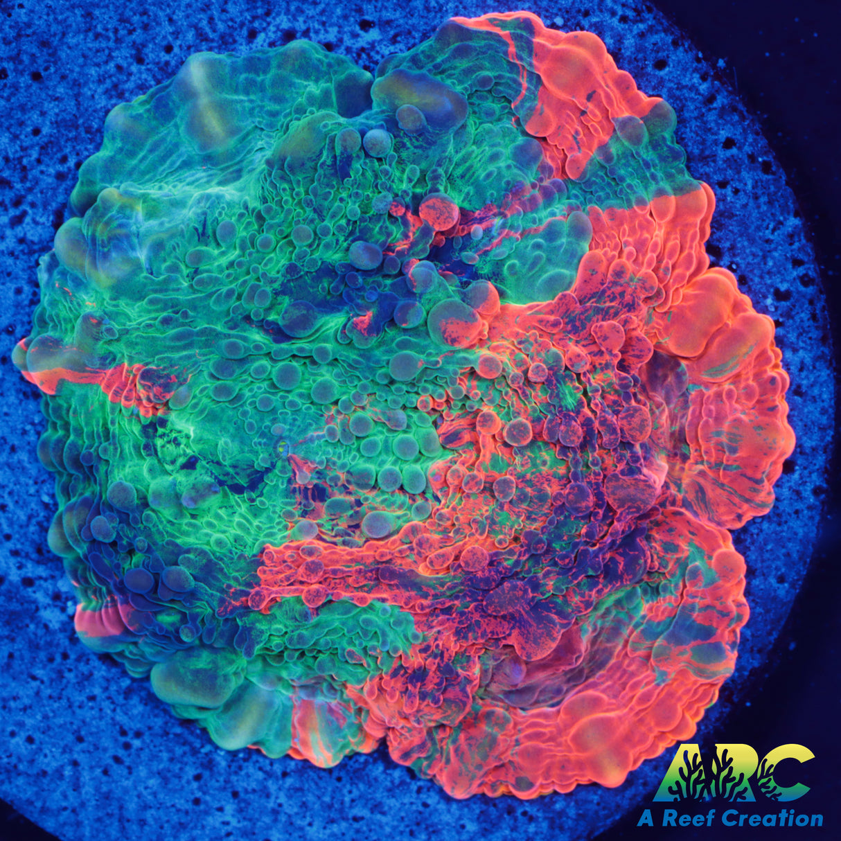 ARC Crazy Orange Echinata