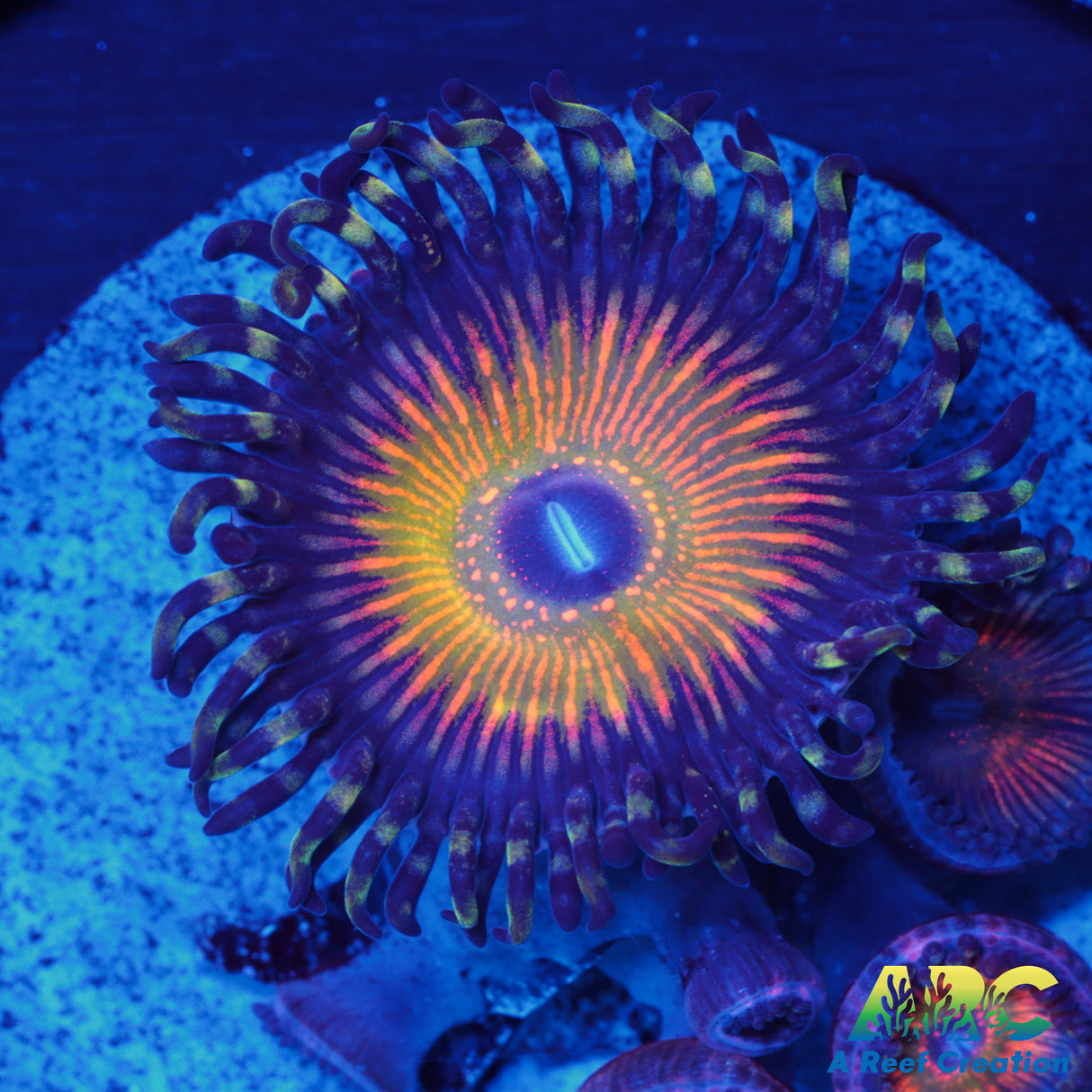 ASD Hyper Jubilee Palys