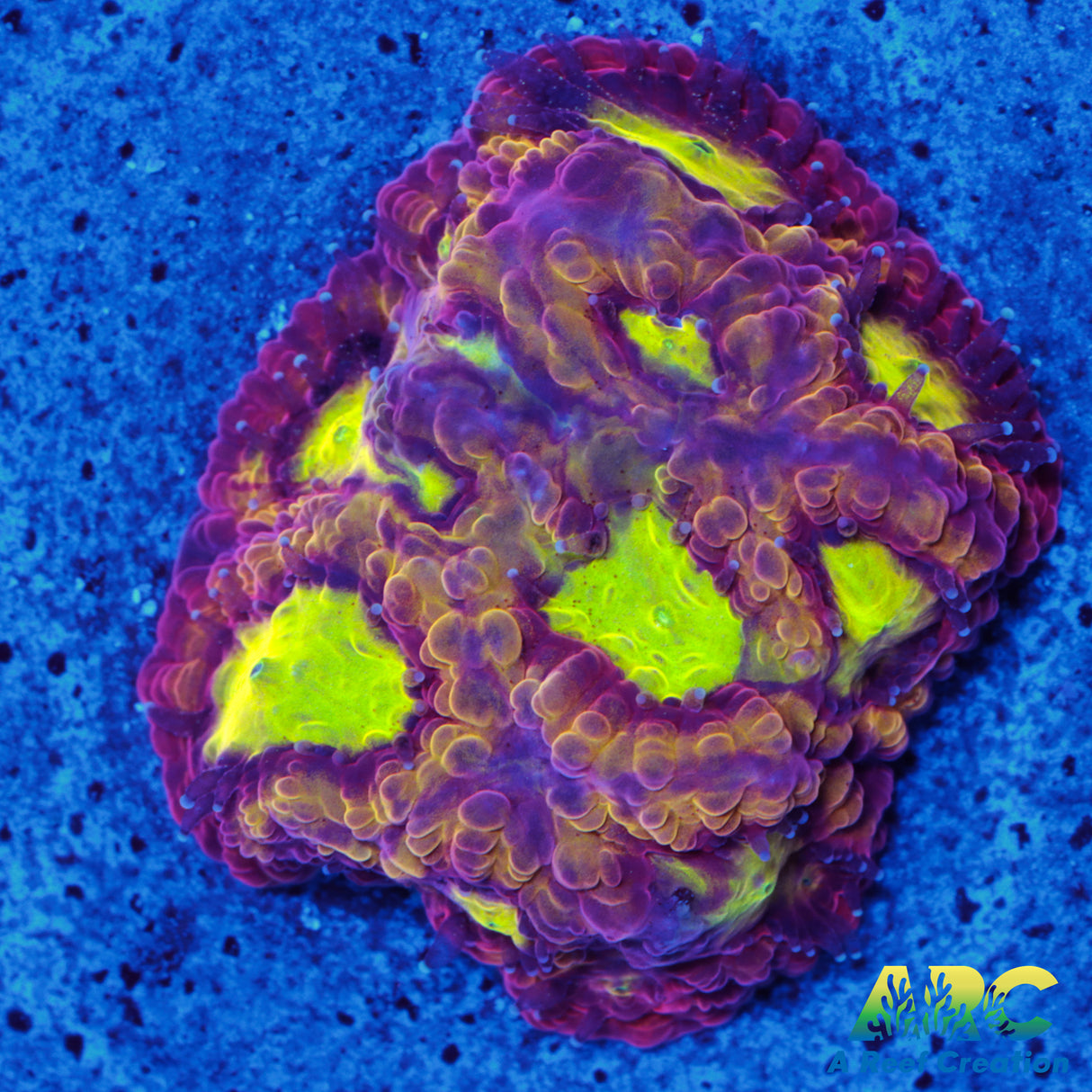 ARC Durin's Bane Favia